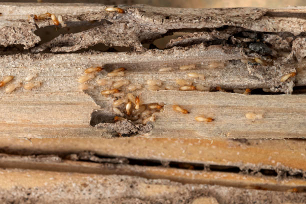 Reliable Coal Creek, CO Pest Control Solutions
